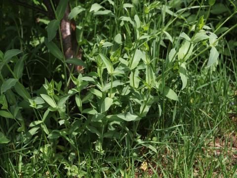 Silene enflé (Silene vulgaris)_19