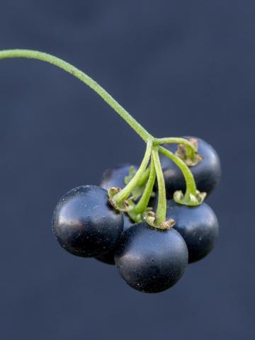 Morelle noire Est (Solanum ptychanthum)_15