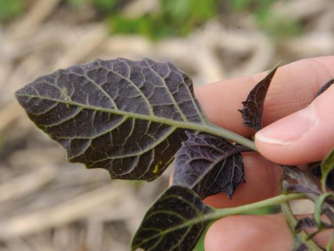 Morelle noire Est (Solanum ptychanthum)_18