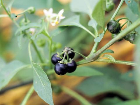 Morelle noire Est (Solanum ptychanthum)_25