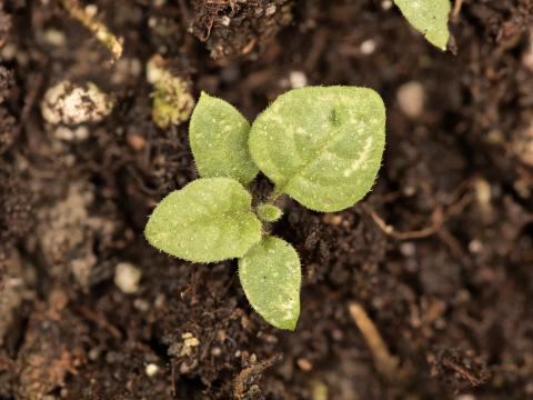 Morelle noire Est (Solanum ptychanthum)_26