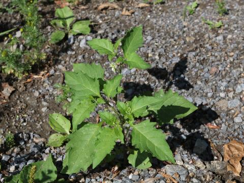 Morelle noire Est (Solanum ptychanthum)_30