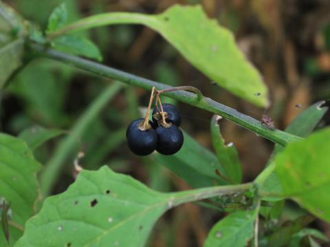 Morelle noire Est (Solanum ptychanthum)_33