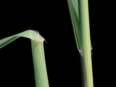 Panic automne (Panicum dichotomiflorum)_4