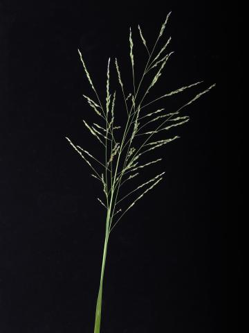 Panic automne (Panicum dichotomiflorum)_14