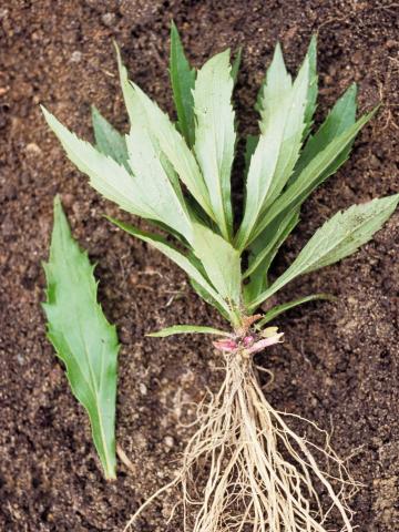 Verge d'or du Canada(Solidago canadensis)_2