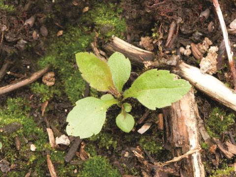 Verge d'or du Canada(Solidago canadensis)_9