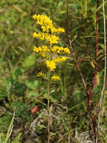 Verge d'or du Canada(Solidago canadensis)_19