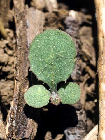 Laiteron rude (Sonchus asper)_1