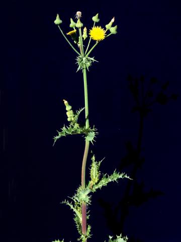 Laiteron rude (Sonchus asper)_6