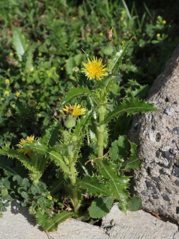 Laiteron rude (Sonchus asper)_15