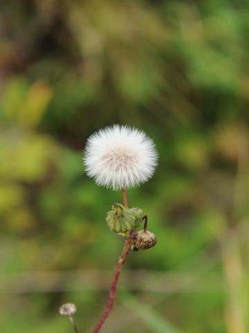 Laiteron rude (Sonchus asper)_16