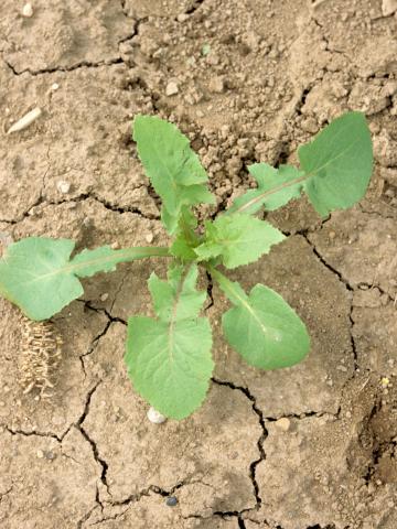 Laiteron potager (Sonchus oleraceus)_3