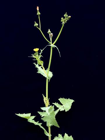 Laiteron potager (Sonchus oleraceus)_5