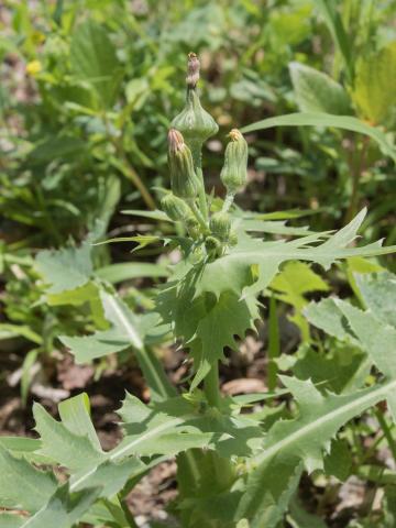 Laiteron potager (Sonchus oleraceus)_6