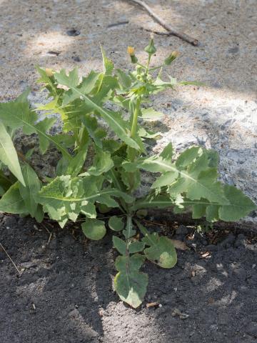 Laiteron potager (Sonchus oleraceus)_7