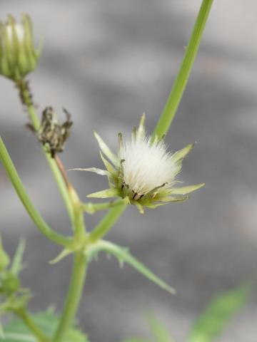 Laiteron potager (Sonchus oleraceus)_10