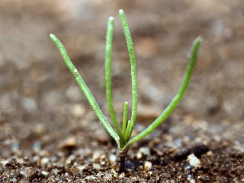 Spargoute des champs(Spergula arvensis)_2