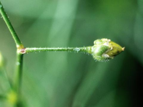 Spargoute des champs(Spergula arvensis)_5