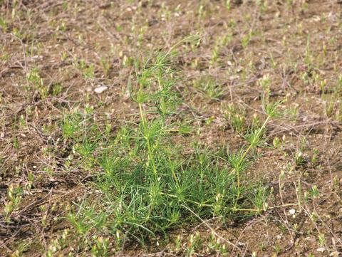 Spargoute des champs(Spergula arvensis)_7