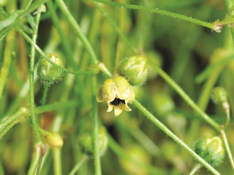 Spargoute des champs(Spergula arvensis)_9