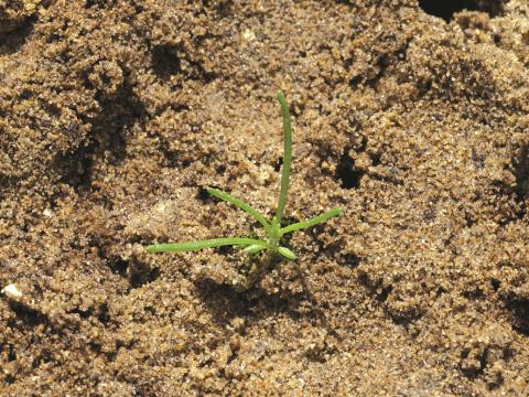 Spargoute des champs(Spergula arvensis)_10