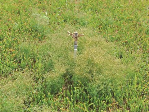 Spargoute des champs(Spergula arvensis)_13