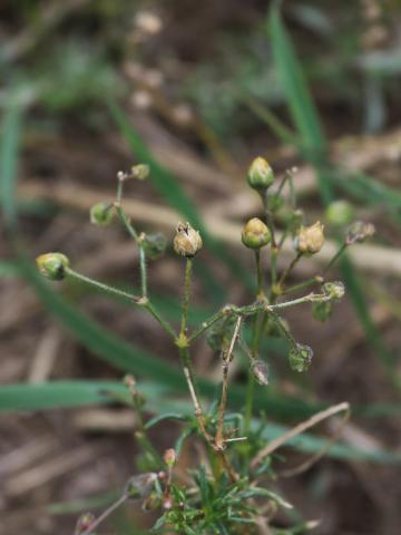 Spargoute des champs(Spergula arvensis)_24