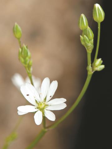 Stellaire à feuilles de graminée(Stellaria graminea)_10