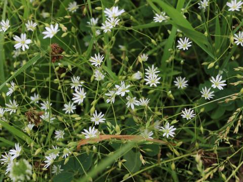 Stellaire à feuilles de graminée(Stellaria graminea)_23