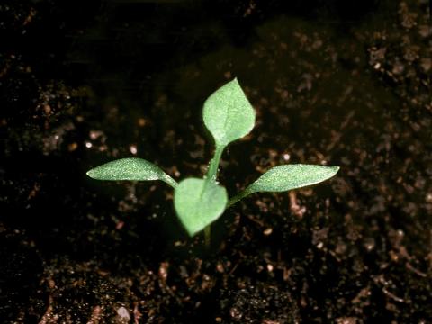 Stellaire moyenne(Stellaria media)_6