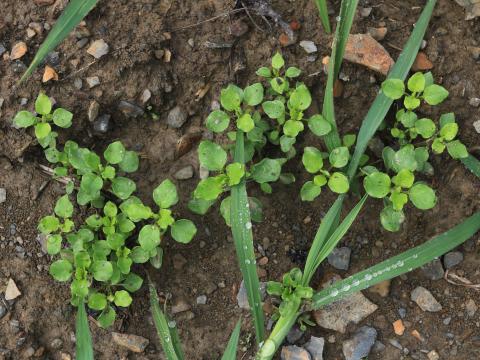 Stellaire moyenne(Stellaria media)_9