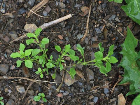 Stellaire moyenne(Stellaria media)_10