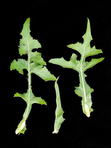 Laiteron champs (Sonchus arvensis)_7