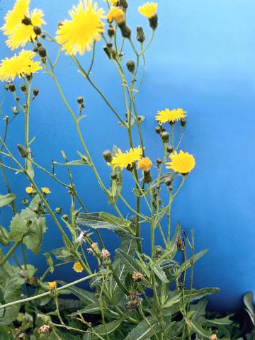 Laiteron champs (Sonchus arvensis)_11