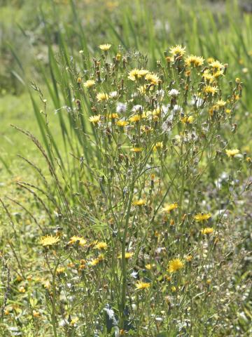 Laiteron champs (Sonchus arvensis)_13