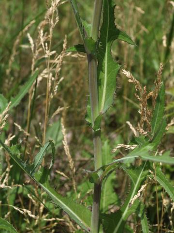 Laiteron champs (Sonchus arvensis)_18