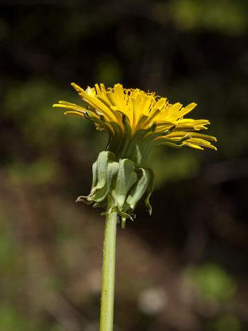 Pissenlit (Taraxacum officinale)_14