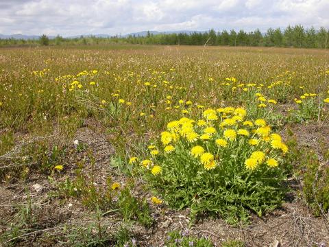 Pissenlit (Taraxacum officinale)_16