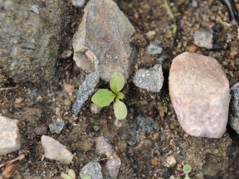 Pissenlit (Taraxacum officinale)_21