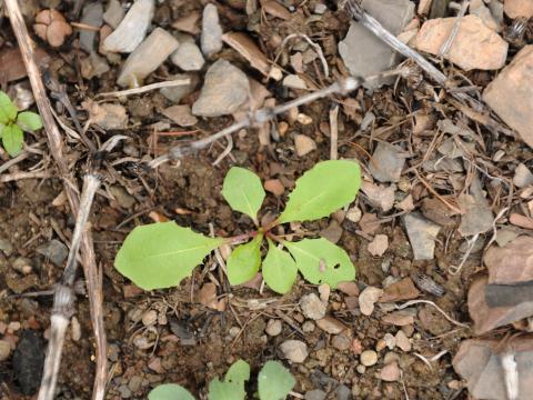 Pissenlit (Taraxacum officinale)_22