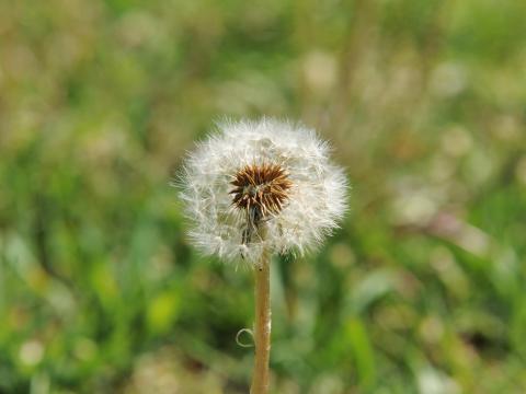 Pissenlit (Taraxacum officinale)_26