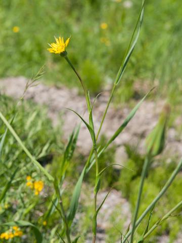 Salsifis prés (Tragopogon pratensis)_12