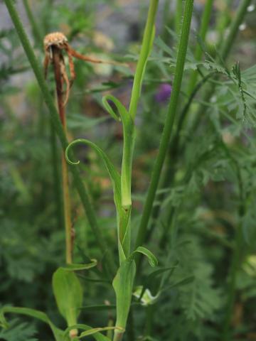 Salsifis prés (Tragopogon pratensis)_20