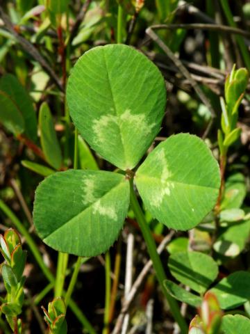 Trèfle blanc(Trifolium repens)_5