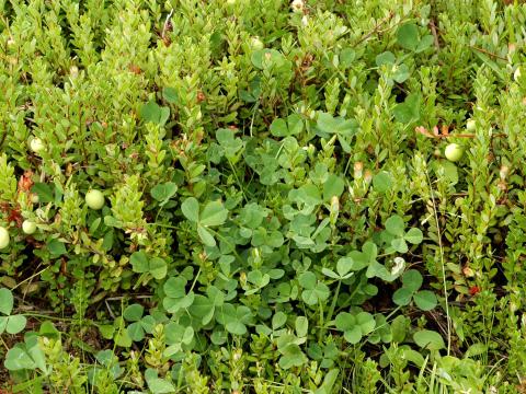 Trèfle blanc(Trifolium repens)_6