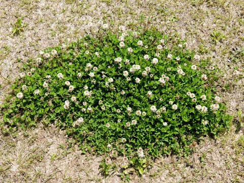 Trèfle blanc(Trifolium repens)_7