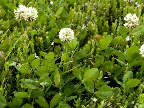 Trèfle blanc(Trifolium repens)_9