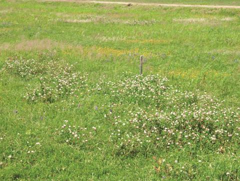 Trèfle blanc(Trifolium repens)_11