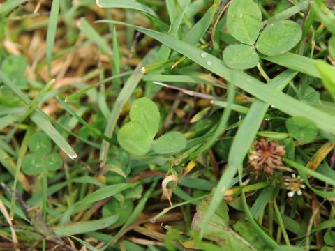 Trèfle blanc(Trifolium repens)_14